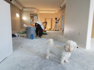 A dog in a construction zone in a house