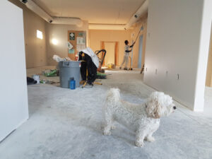 a white dog in a house that is undergoing Shoreline home remodeling