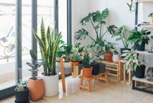 A Bellevue room with white walls full of green indoor plants 