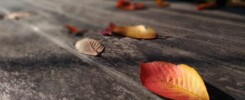 HOW TO PROTECT YOUR OUTDOOR DECK FROM RAIN AND SNOW | Town Construction And Development fallen leaves 2987325 1280 e1619070673151 | fallen-leaves-2987325_1280