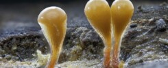 slime mold 4567634 640 | slime-mold-4567634_640